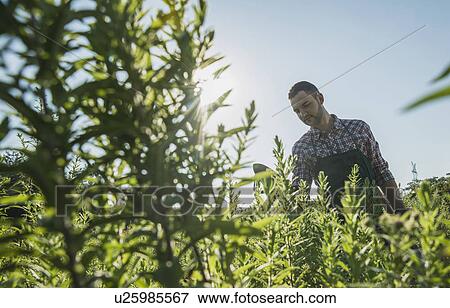 Gardener tending to plants View Large Photo Image Stock Photo - Gardener tending to plants. Fotosearch