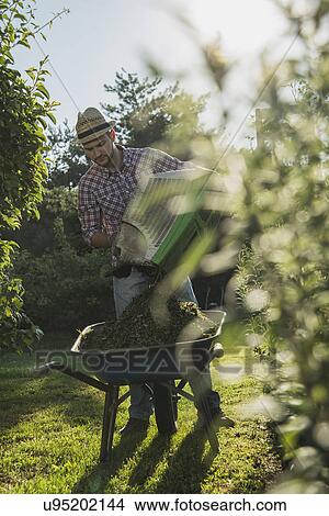Picture - Gardener with wheelbarrow of grass cutting. Fotosearch