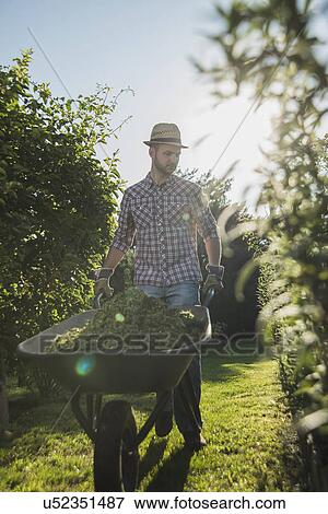 Stock Photo - Gardener with wheelbarrow of grass cutting. Fotosearch