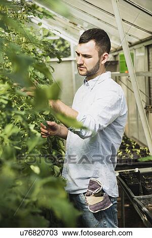 Gardener working in greenhouse View Large Photo Image Stock Image - Gardener working in greenhouse. Fotosearch