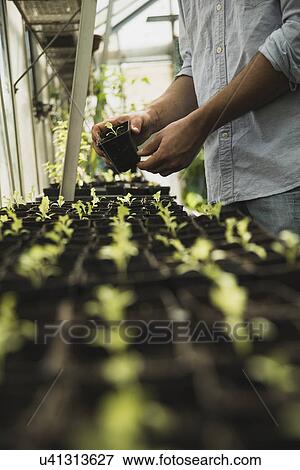 Gardener working in greenhouse View Large Photo Image Stock Photo - Gardener working in greenhouse. Fotosearch