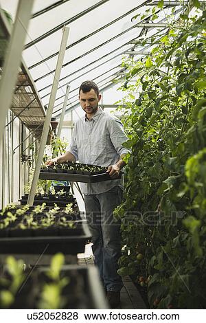 Stock Photo - Gardener working in greenhouse. Fotosearch