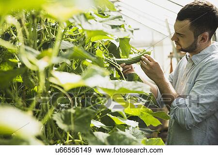 Gardener working in greenhouse View Large Photo Image Stock Photo - Gardener working in greenhouse. Fotosearch