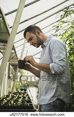 Stock Photograph - Gardener working in greenhouse. Fotosearch