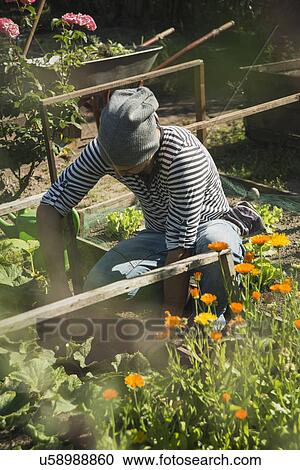 Gardener working on vegetable patch View Large Photo Image Stock Image - Gardener working on vegetable patch. Fotosearch