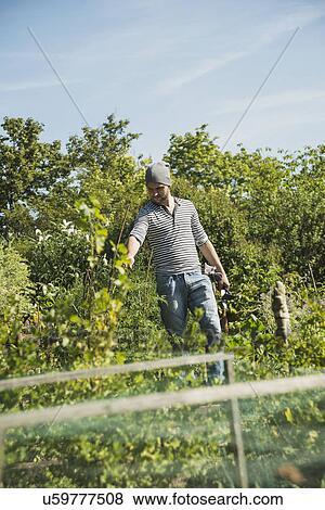 Gardener working on vegetable patch View Large Photo Image Stock Photo - Gardener working on vegetable patch. Fotosearch