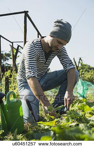 Stock Photo - Gardener working on vegetable patch. Fotosearch