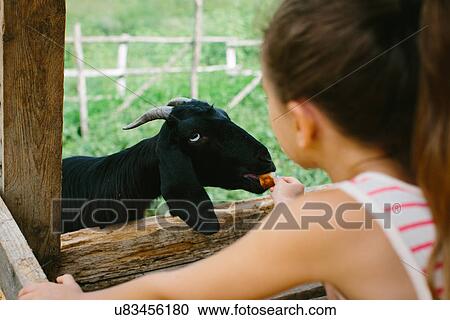 Stock Image - Girl feeding goat. Fotosearch
