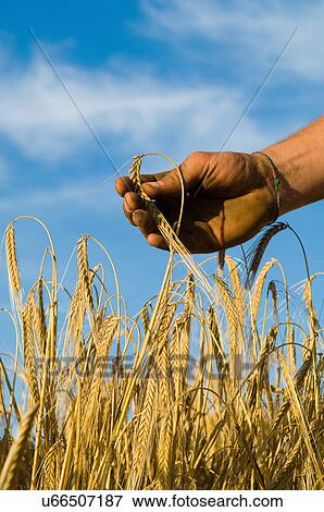 Stock Photo - Hand holding barley. Fotosearch