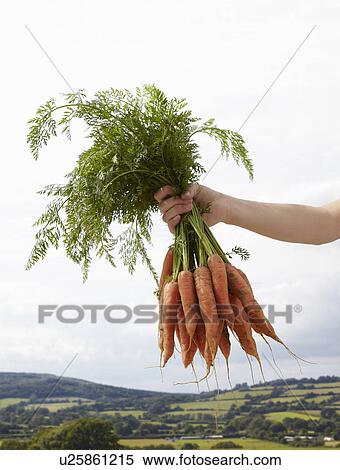 Stock Photography - Hand holding up bunch of carrots. Fotosearch