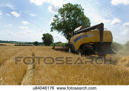Stock Photograph - Harvesting barley. Fotosearch