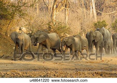 Stock Image - Herd of african elephants (Loxodonta africana) rushing to waterhole, Mana Pools National Park, Zimbabwe. Fotosearch