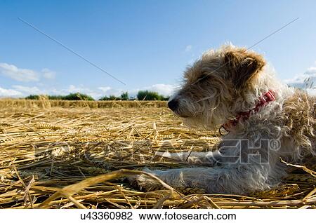 Jack Russell Terrier lying on field View Large Photo Image Stock Image - Jack Russell Terrier lying on field. Fotosearch