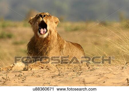 Juvenile lion (panthera leo) with mouth open, Mana Pools National Park, Zimbabwe View Large Photo Image Stock Image - Juvenile lion (panthera leo) with mouth open, Mana Pools National Park, Zimbabwe. Fotosearch