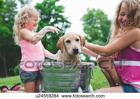 Picture - Labrador Retriever puppy in bucket shaking bath water at sisters. Fotosearch