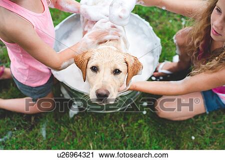 Labrador Retriever puppy in bucket looking up View Large Photo Image Stock Image - Labrador Retriever puppy in bucket looking up. Fotosearch