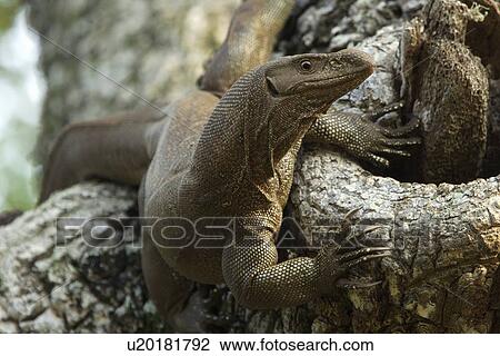 Land monitor lizard (Varanus bengalensis), Yala National Park, Sri lanka View Large Photo Image Stock Image - Land monitor lizard (Varanus bengalensis), Yala National Park, Sri lanka. Fotosearch