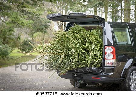 Stock Photography - Large christmas tree in open boot of car. Fotosearch