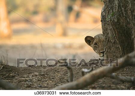 Lion cub (panthera leo) peeking from behind a tree trunk, Mana Pools National Park, Zimbabwe View Large Photo Image Stock Image - Lion cub (panthera leo) peeking from behind a tree trunk, Mana Pools National Park, Zimbabwe. Fotosearch
