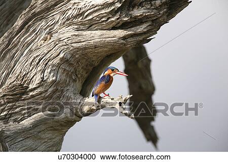 Stock Image - Malachite Kingfisher (Alcedo cristata), Selous National Park, Tanzania. Fotosearch