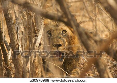 Male lion (Panthera leo) hiding in bush, Mana Pools National Park, Zimbabwe View Large Photo Image Stock Photo - Male lion (Panthera leo) hiding in bush, Mana Pools National Park, Zimbabwe. Fotosearch