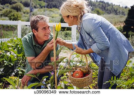 Stock Photo - Mature couple picking fresh vegetables. Fotosearch