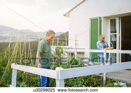 Mature man watering vegetable garden with hosepipe View Large Photo Image Stock Photography - Mature man watering vegetable garden with hosepipe. Fotosearch