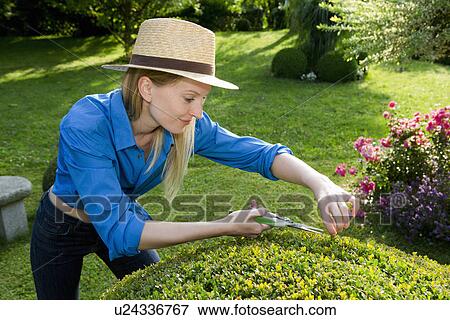 Mid adult woman pruning perfect hedge in garden View Large Photo Image Stock Photo - Mid adult woman pruning perfect hedge in garden. Fotosearch