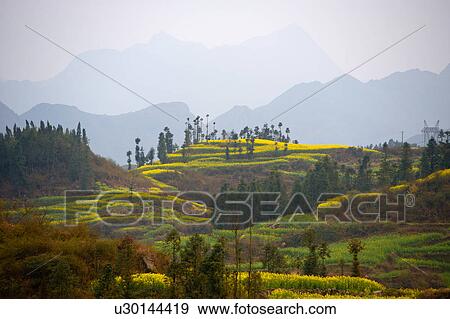 Misty view of field terraces, some with blooming oil seed rape plants, Luoping, Yunnan, China View Large Photo Image Stock Photo - Misty view of field terraces, some with blooming oil seed rape plants, Luoping, Yunnan, China. Fotosearch