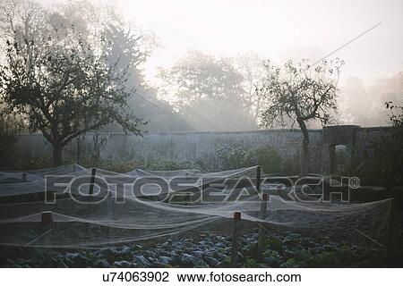 Nets covering plants in walled kitchen garden on misty morning View Large Photo Image Stock Image - Nets covering plants in walled kitchen garden on misty morning. Fotosearch