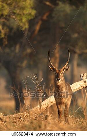 Picture - Portrait of alert waterbuck bull (Kobus ellipsiprymnus ), Mana Pools National Park, Zimbabwe. Fotosearch