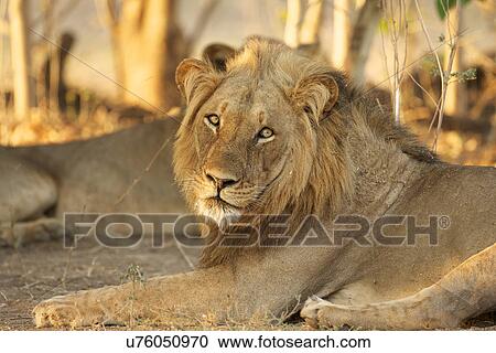 Portrait of curious male lion (panthera leo), Mana Pools National Park, Zimbabwe View Large Photo Image Stock Image - Portrait of curious male lion (panthera leo), Mana Pools National Park, Zimbabwe. Fotosearch
