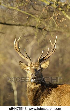 Red Deer - Cervus elaphus View Large Photo Image Stock Image - Red Deer - Cervus elaphus. Fotosearch
