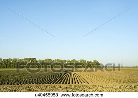 Stock Photo - Rows of young crops in field landscape. Fotosearch
