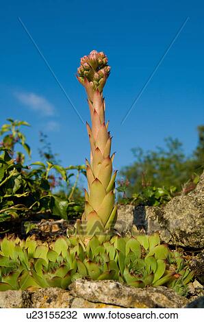 Stock Image - Sedum Sempervivum flowering. Fotosearch