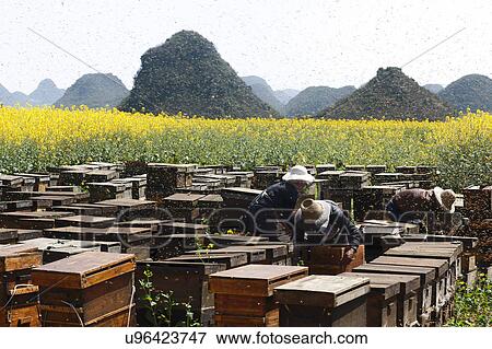 Swarms of bees and three beekeepers working next to fields with yellow blooming oil seed rape plants, Luoping, Yunnan, China View Large Photo Image Stock Photo - Swarms of bees and three beekeepers working next to fields with yellow blooming oil seed rape plants, Luoping, Yunnan, China. Fotosearch