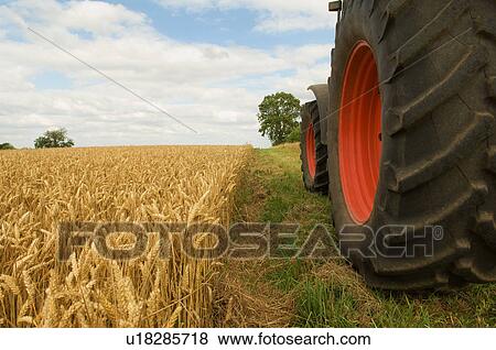 Tractor wheels in field of wheat View Large Photo Image Stock Photo - Tractor wheels in field of wheat. Fotosearch