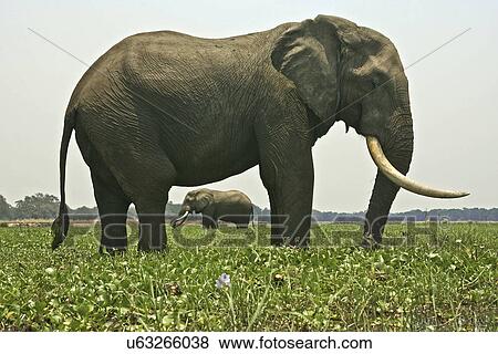 Stock Photo - Two bull african elephants (Loxodonta africana) standing in Zambezi River, Mana Pools National Park, Zimbabwe. Fotosearch