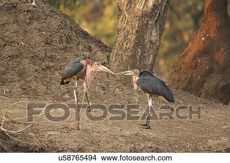 Picture - Two marabou storks (leptoptilos crumeniferus) arguing over a stick, Mana Pools National Park, Zimbabwe. Fotosearch