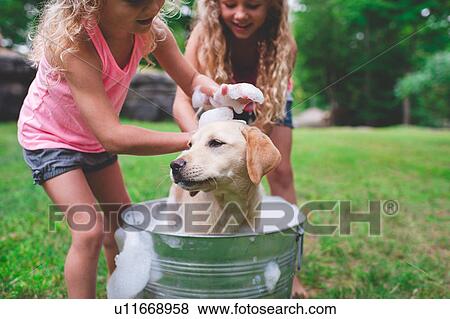 Stock Photo - Two sisters bathing pet Labrador Retriever puppy. Fotosearch
