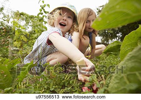 Two sisters crouching and digging in garden View Large Photo Image Stock Image - Two sisters crouching and digging in garden. Fotosearch
