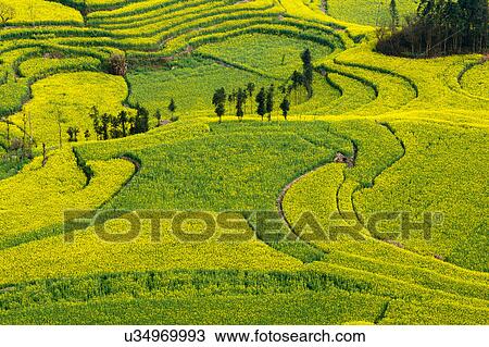 Stock Image - View of field terraces with blooming oil seed rape plants, Luoping, Yunnan, China. Fotosearch