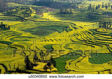 View of field terraces with blooming oil seed rape plants in valley, Luoping, Yunnan, China View Large Photo Image Stock Image - View of field terraces with blooming oil seed rape plants in valley, Luoping, Yunnan, China. Fotosearch
