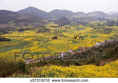 View of village and field terraces of blooming oil seed rape plants in valley, Luoping, Yunnan, China View Large Photo Image Stock Photograph - View of village and field terraces of blooming oil seed rape plants in valley, Luoping, Yunnan, China. Fotosearch
