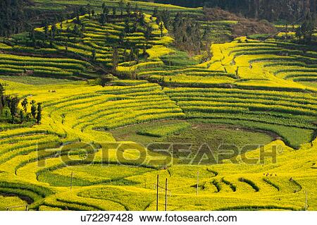 View of yellow field terraces with blooming oil seed rape plants, Luoping, Yunnan, China View Large Photo Image Stock Photo - View of yellow field terraces with blooming oil seed rape plants, Luoping, Yunnan, China. Fotosearch