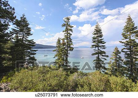 Stock Image - View through fir trees of Lake Tahoe, California, USA. Fotosearch