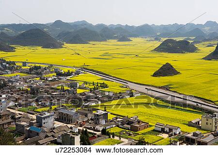 Village and highway next to fields with yellow blooming oil seed rape plants, Luoping, Yunnan, China View Large Photo Image Picture - Village and highway next to fields with yellow blooming oil seed rape plants, Luoping, Yunnan, China. Fotosearch