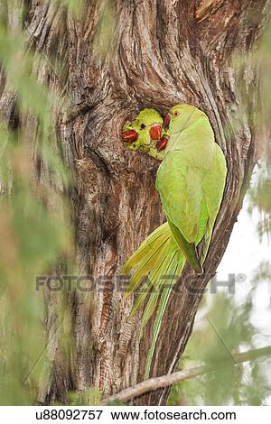 Wild Rose-ringed Parakeet (Psittacula krameri), Israel View Large Photo Image Stock Photo - Wild Rose-ringed Parakeet (Psittacula krameri), Israel. Fotosearch