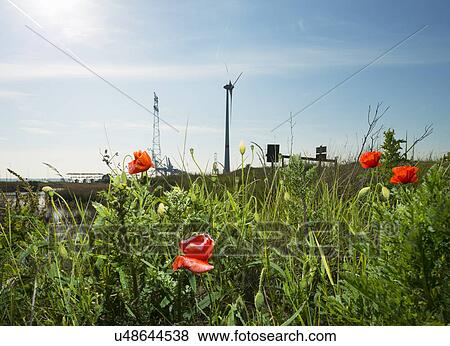 Stock Photo - Wind turbine and poppies, Antwerp harbor, Antwerp Belgium. Fotosearch