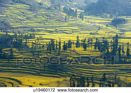 Stock Image - Yellow field terraces with blooming oil seed rape plants, Luoping, Yunnan, China. Fotosearch